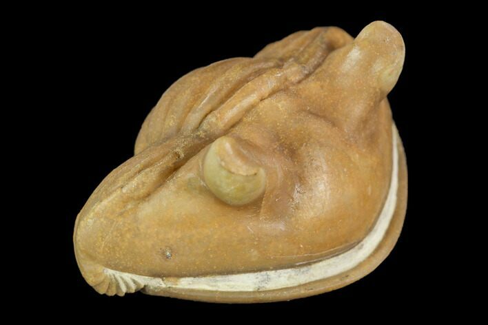 Wide, Enrolled Asaphus Trilobite - Russia #126153